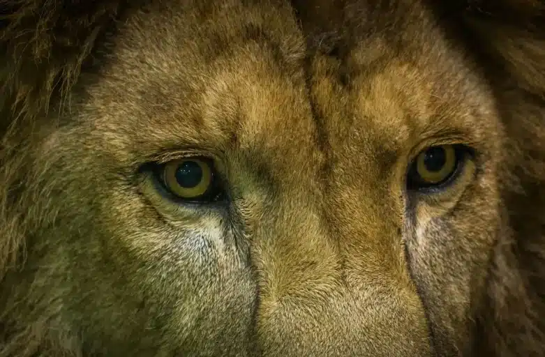Liūtas (Leo) – šiaurinio pusrutulio Zodiako